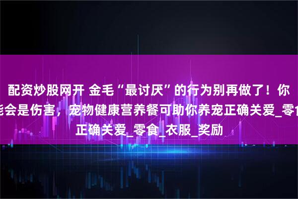 配资炒股网开 金毛“最讨厌”的行为别再做了！你以为的爱可能会是伤害，宠物健康营养餐可助你养宠正确关爱_零食_衣服_奖励